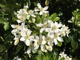 They said space! they spread them apart and they started blooming immediately. Ireland Irish Flowers White Flowers Nature Natural Travel Outdoor Outdoors Environment Pxfuel