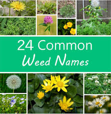 Check spelling or type a new query. A Guide To Names Of Weeds With Pictures Dengarden