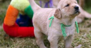 Breeder Coaching Avidog Puppy Development Puppies Dog Breeder