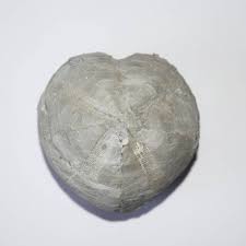 Image result for Micractis