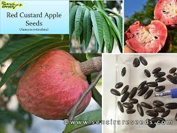 Image result for Annona reticulata