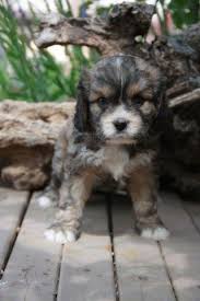 Are cavapoo puppies easy to train? Cavapoo Puppies 6 Weeks Old For Sale In Las Cruces New Mexico Classified Americanlisted Com