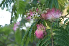 Image result for Combretaceae