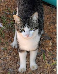 esli koshka ne byla sterilizovana vovremya