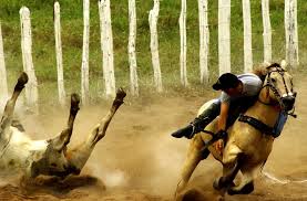 Resultado de imagem para google vaquejada imagens