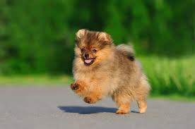 6 Tips To Take Care Of A Pomeranian Mystart
