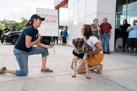 The most anticipated movies to stream in february 2021. A Brave Dog S 7 000 Mile Journey Home American Humane American Humane