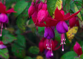 Lista di 35 tipi di fiori di primavera con relativi nomi e immagini; Fucsia Significato Simbologia E Linguaggio Della Fucsia