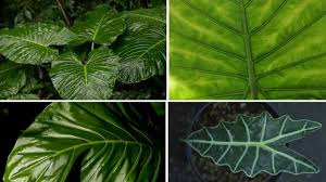 Beautiful & easy to maintain! 34 Tropical Foliage Plants With Large Leaves Pictures Identification