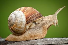 Image From Http Www Thetimes Co Uk Tto Multimedia Archive 00427 Snail Nica131542338 427750c Jpg Snail Facts Roman Snail Snail