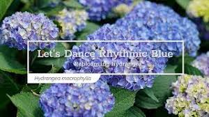 Lets dance® rhythmic blue hydrangea. 30 Seconds With Let S Dance Rhythmic Blue Reblooming Hydrangea Youtube