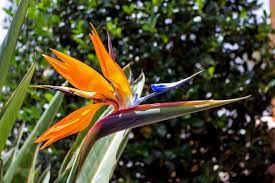 The regular bird of paradise (strelitzia) is not as toxic. Plants Toxic To Dogs