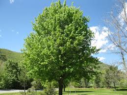 Piante da esterno, piante da giardino, fiori da appartamento, piante da. Alberi E Arbusti Della Flora Mediterranea Manifra