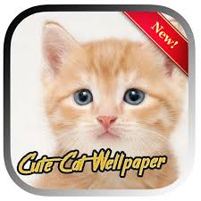Etoffe.com has been visited by 10k+ users in the past month Wallpaper Kucing Lucu Imut Apk 3 0 Download Apk Latest Version