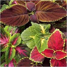 Image result for Coleus meyeri
