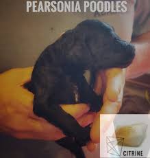 Image result for Pearsonia