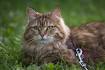 Siberian Cat Breeders Near Me - Cat Kingpin