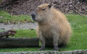 Capybaras are a terminally chill animal, and they are pros at sleeping, snacking, and of course, chillin'. El Carpincho Como Mascota Cosas A Tener En Cuenta