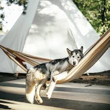 this togohammock got invaded by the cutest pup blisshammocks findyourbliss relaxing hammocks hammocklife hangingout p beautiful dogs wolf dog animals
