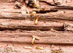 The young man was very professional. Pest Control Company Gulf Breeze Premier Termite Pest Control
