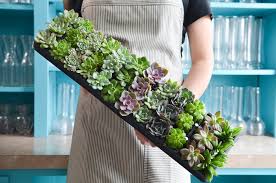 We did not find results for: Bulk Rosette Succulent Plugs Pick Up Flower Catalog