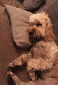 Correspond with us via email to discuss what type of puppy you are looking for. Cockapoo Rescue Uk Puppies For Adoption Find A Centre