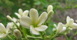 Holarrhena Antidysenterica Kutaj Fragrant Plant Plants Medicinal Plants