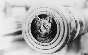 Sadly, we can't keep the servers running on the mice and squirrels that we caught. Ship S Cat Wikipedia