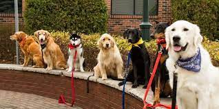We did not find results for: Off Leash Dog Training Principles And Methods