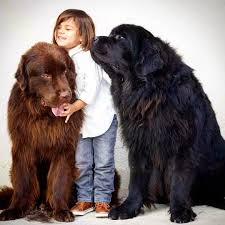 sobaka sobaki milota luchshijdrugcheloveka drug druzhishe dog dogs friend bestfriends bestfriend pushistyj pushistyjdrug krasavec lyubimka lyu dog breeds big dogs dogs