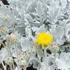 Image result for Centaurea praecox