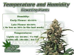 During flowering, the best humidity for growing weed is slightly lower than during the vegetative stage. Temperature And Humidity For Growing Cannabis Percys Grow Room
