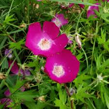Image result for Ipomoea involucrata