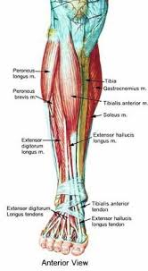 Shin Anatomy Muscle Anatomy Leg Anatomy Foot Anatomy