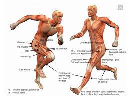 The muscles that make up the quadriceps are the strongest and leanest of all muscles in the body. The Anatomy Of A Runner It S All About That Bass The Upper Leg Glutes The Fartlek