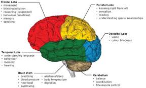 Lobes Of The Brain And Their Functions Google Search Brain Stem Occipital Lobe Anatomy And Physiology