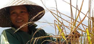 Based in sabah, east malaysia, we put our passion. A Taste Of Sticky Rice Laos National Dish Travel Smithsonian Magazine