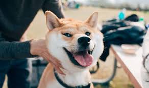 How and where to buy shiba inu shib. Dogecoin Rival Can You Buy Shiba Inu Coin In The Uk Is It A Dogekiller City Business Finance Express Co Uk