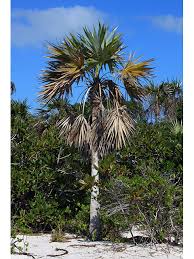 Image result for Coccothrinax