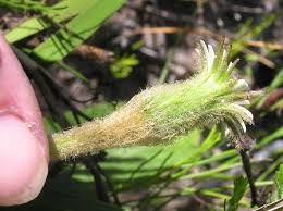 Image result for Gerbera piloselloides