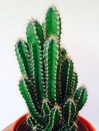 We did not find results for: Pin Em Cereus