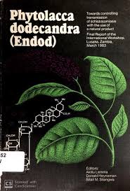 Image result for Phytolacca dodecandra