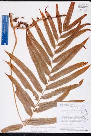 Image result for Stenochlaena