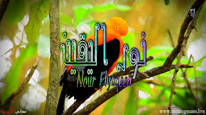معنى اسم نور اليقين وصفات حاملة هذا الاسم nour elyaqeen in 2021 animals frog