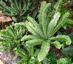 Image result for Asplenium lividum