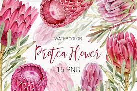 Watercolor Protea Clip Art Clip Art Protea Art Watercolor