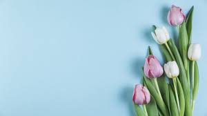 Fresh Pink And White Tulips Over Blue Smooth Background Free Photo Pink And White Background Cherry Blossom Background Floral Background