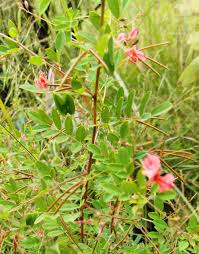 Image result for Eriosema burkei