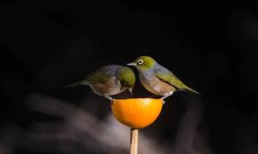 It stops birds, including your own chickens, from scratching up the soil. How To Feed Native Birds In Your Garden Forest And Bird