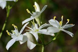 Image result for Gentianaceae